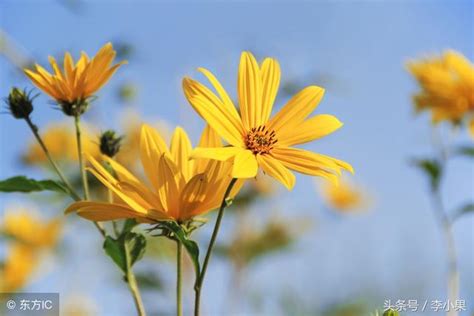 黃色的花有哪些|14種黃色的花，明艷多姿，過目不忘，不收藏真是可惜。